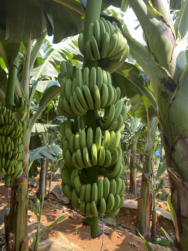 抗枯萎病的香蕉品种——桂蕉9号