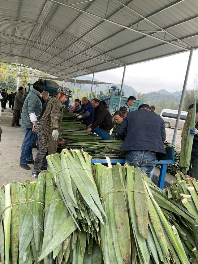 康马村剑麻初级加工厂。.jpg