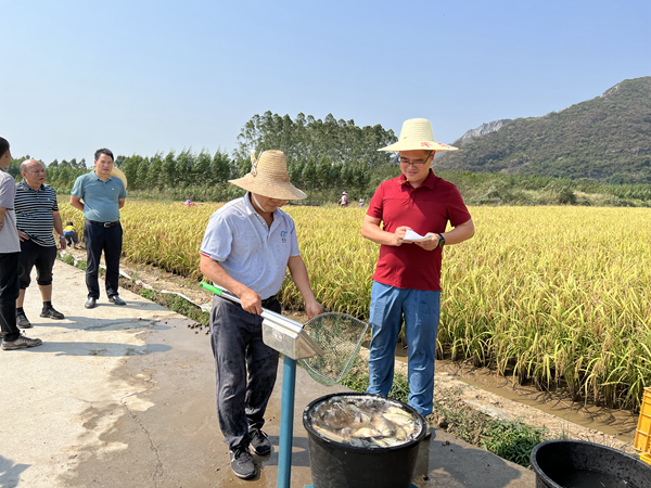 广西重大科技创新基地自主创新课题“‘优质稻+优质鱼’高产示范区构建及高效生态模式研究”通过田间测产验收