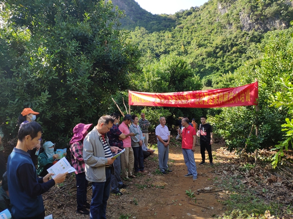 广西南亚所乡村科技特派员赴崇左市江州区开展坚果种植技术培训