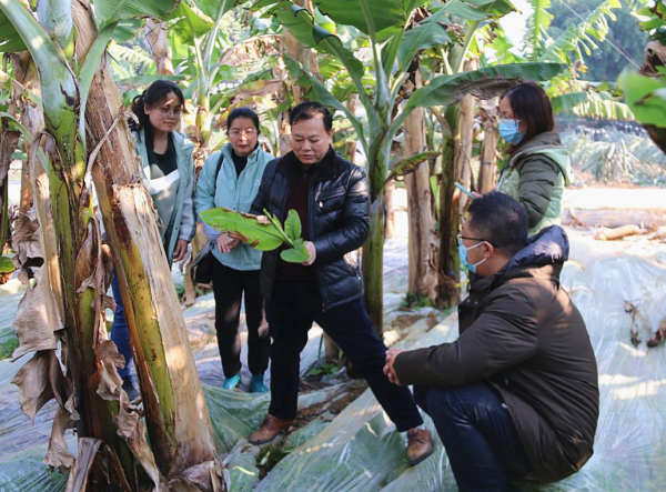 广西香蕉创新团队开展霜冻灾害调研及技术指导工作