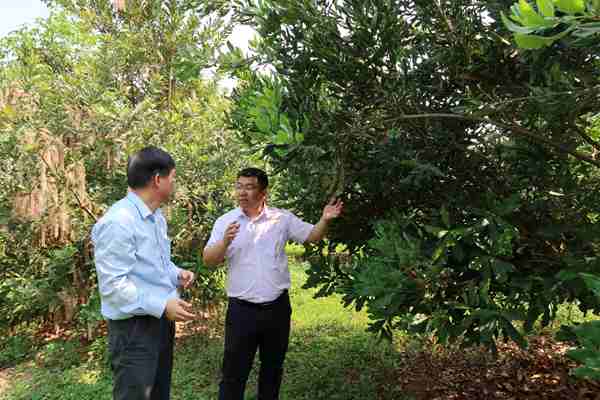 广西农业科学院南亚所与国际合作处开展热带、亚热带作物国际合作交流