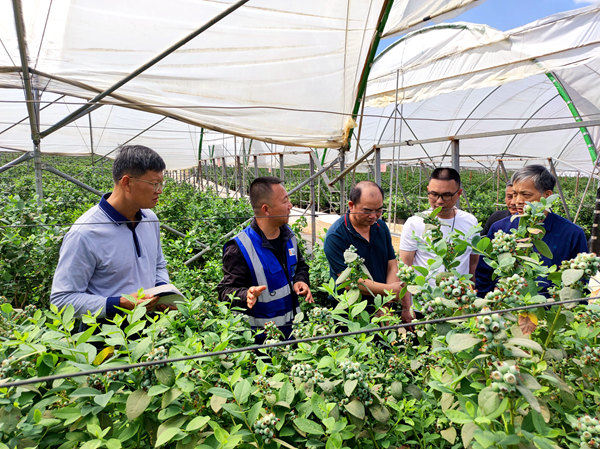 专家组调研剑麻麻水肥料灌溉蓝莓试验基地_副本.jpg