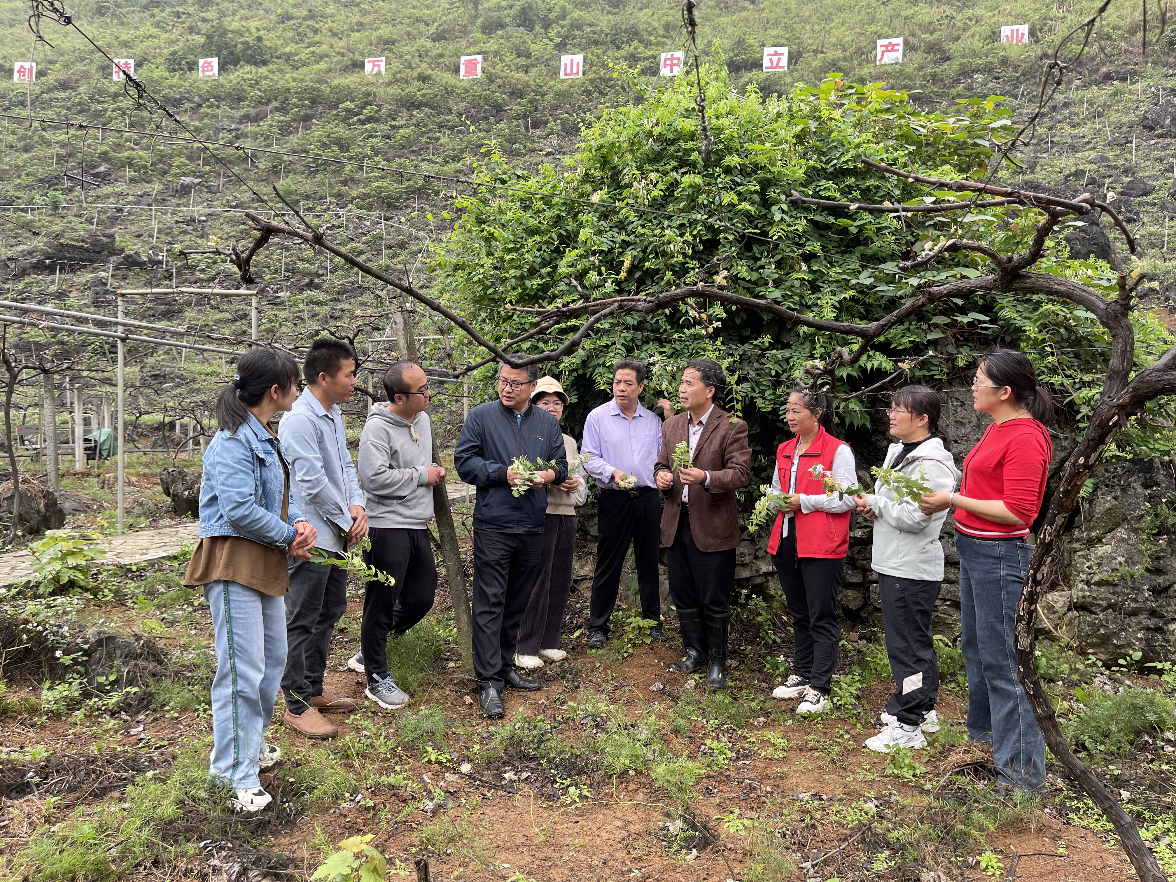 广西特色水果（葡萄）产业先锋队到都安县、忻城县开展特色产业调研工作