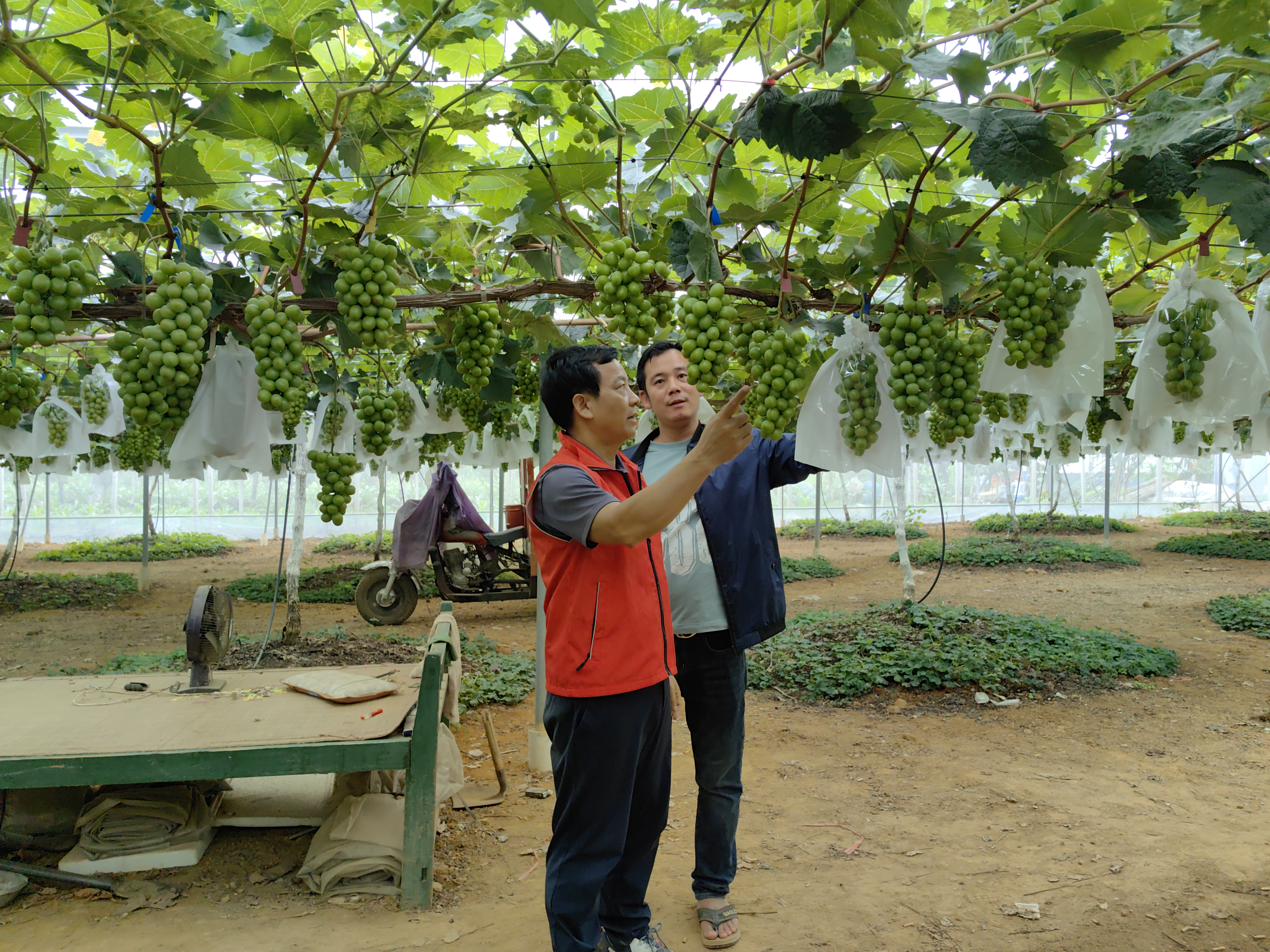 广西葡萄产业创新团队到鹿寨开展科技服务
