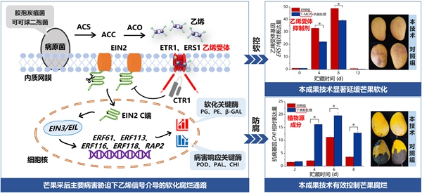 基于芒果乙烯信号调控的绿色控软防腐新技术_副本.jpg