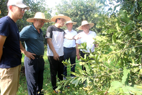 山东省农业科学院基地管理中心到广西南亚所调研交流