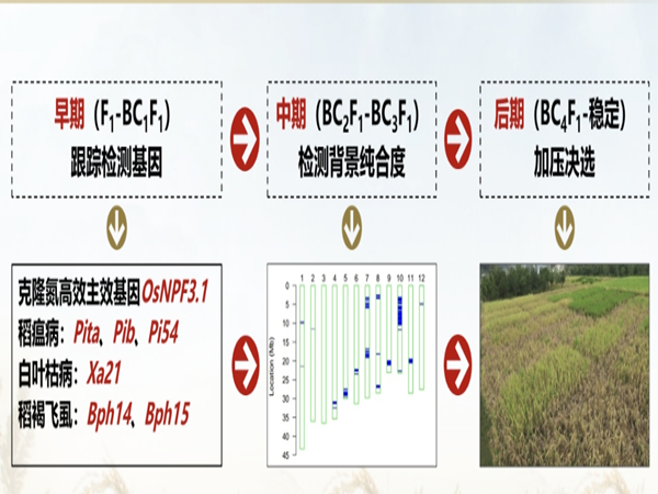 攻克软米与抗病虫融合选育技术难题，引领杂交稻优质化发展新方向