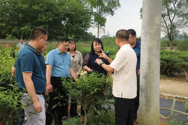 广西农垦茶业集团有限公司到广西南亚所调研