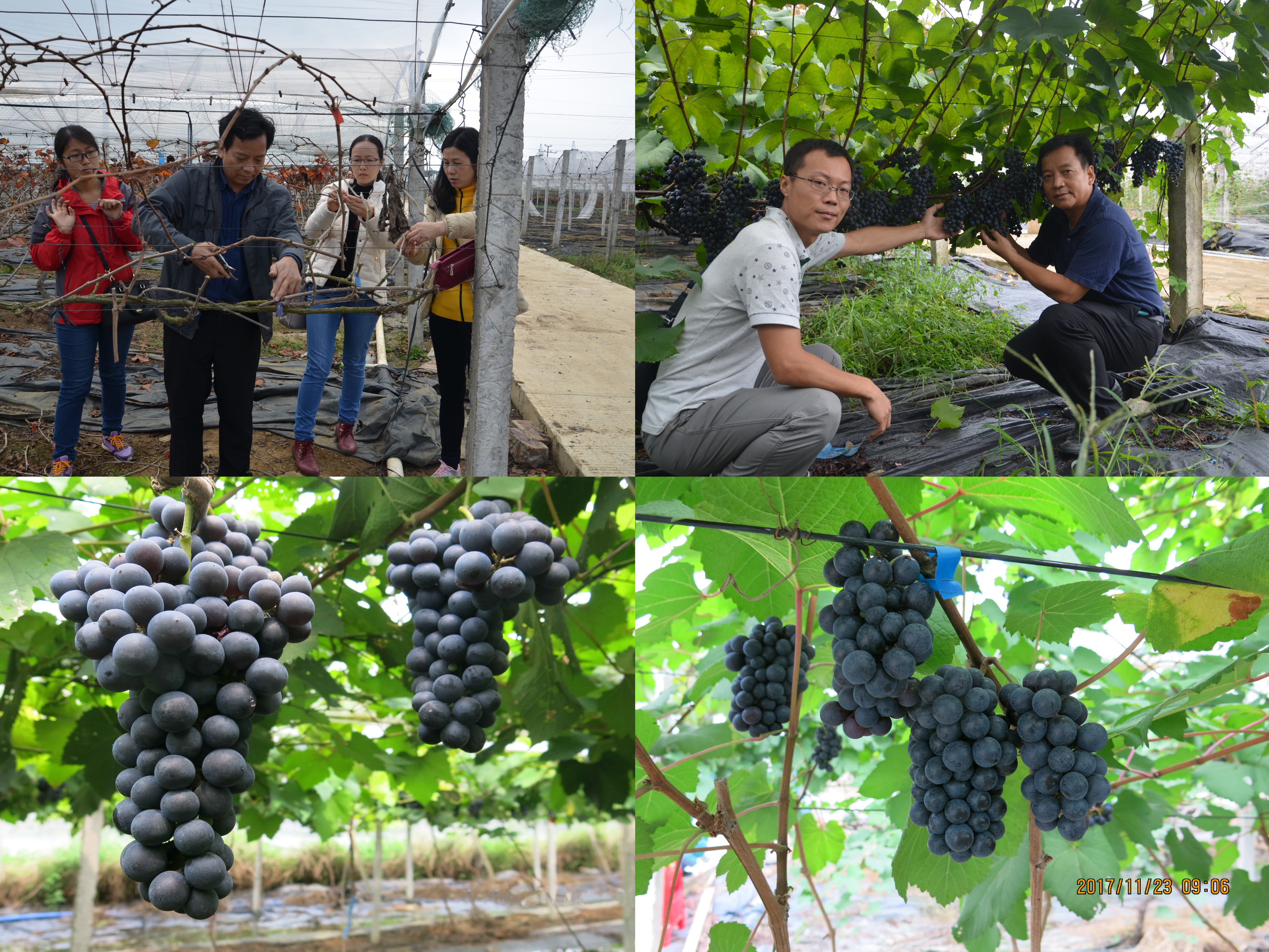 挖掘原生葡萄种质特征特性，开启原生葡萄酒‘桂酒’新篇章