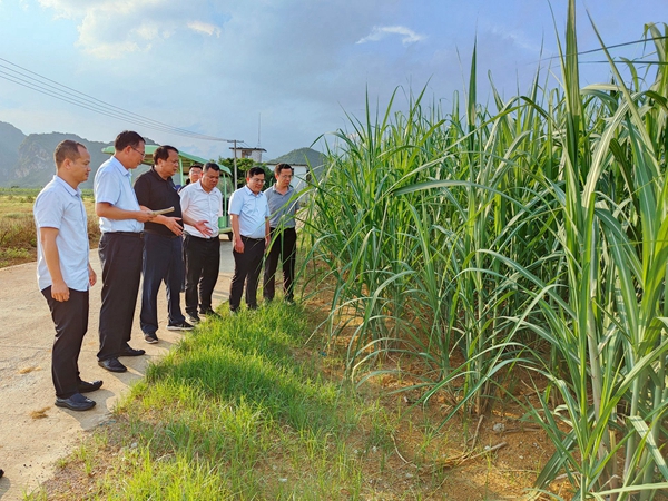 国家糖料产业技术体系首席科学家张跃彬到南亚所调研
