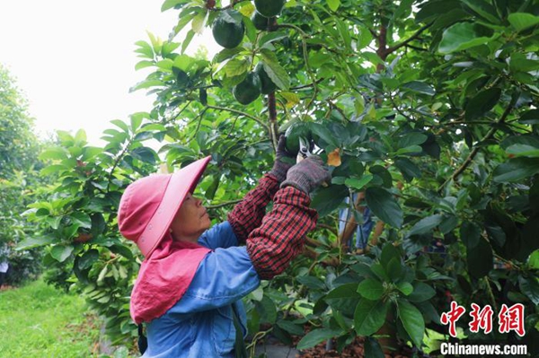 中国新闻网：油梨种质资源达350份 广西南亚所为乡村振兴加“油”助“梨”