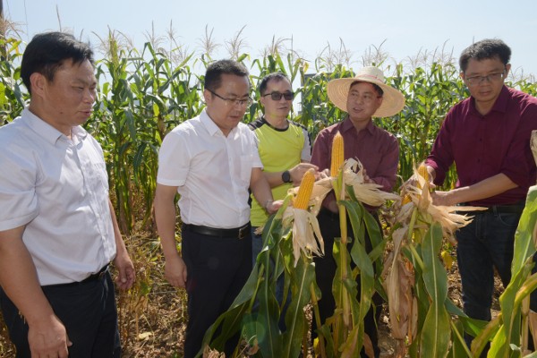 院党组成员、副院长孙健到都安县考察调研大豆玉米带状复合种植技术