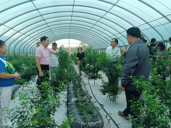 广西老科协区农科院分会组织老专家到广西江和农业科技有限公司调研
