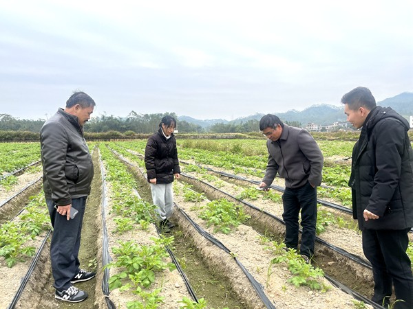 实地讲解马铃薯防霜冻害技术_副本.jpg