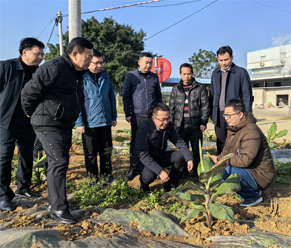 广西农业科学院开展“抗低温、防冰冻、防灾减灾”专项科技服务行动