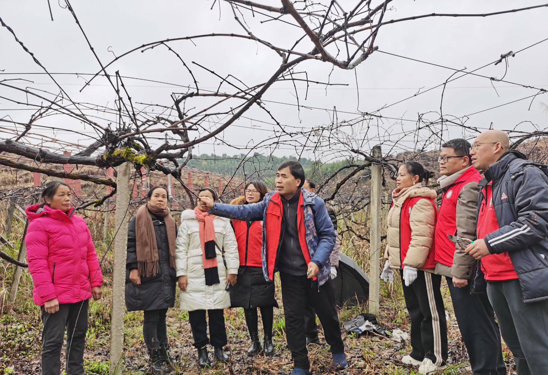 广西罗城毛葡萄试验站成员赴罗城、柳州开展防寒指导