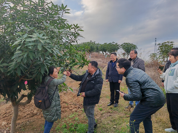 园艺所科技人员到田东开展芒果防寒抗冻科技服务