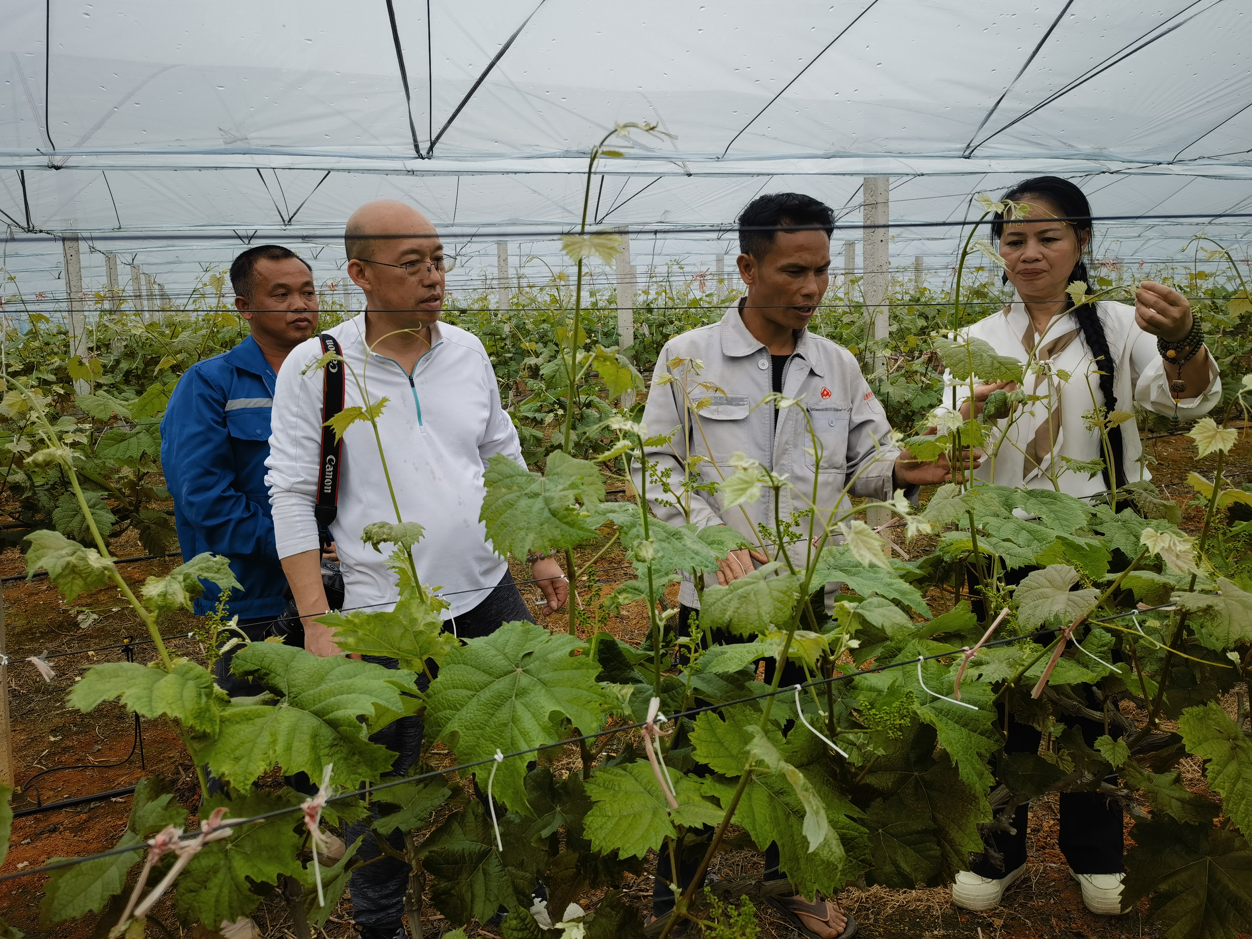 葡萄所科技人员到柳州开展科技下乡促春耕科技服务