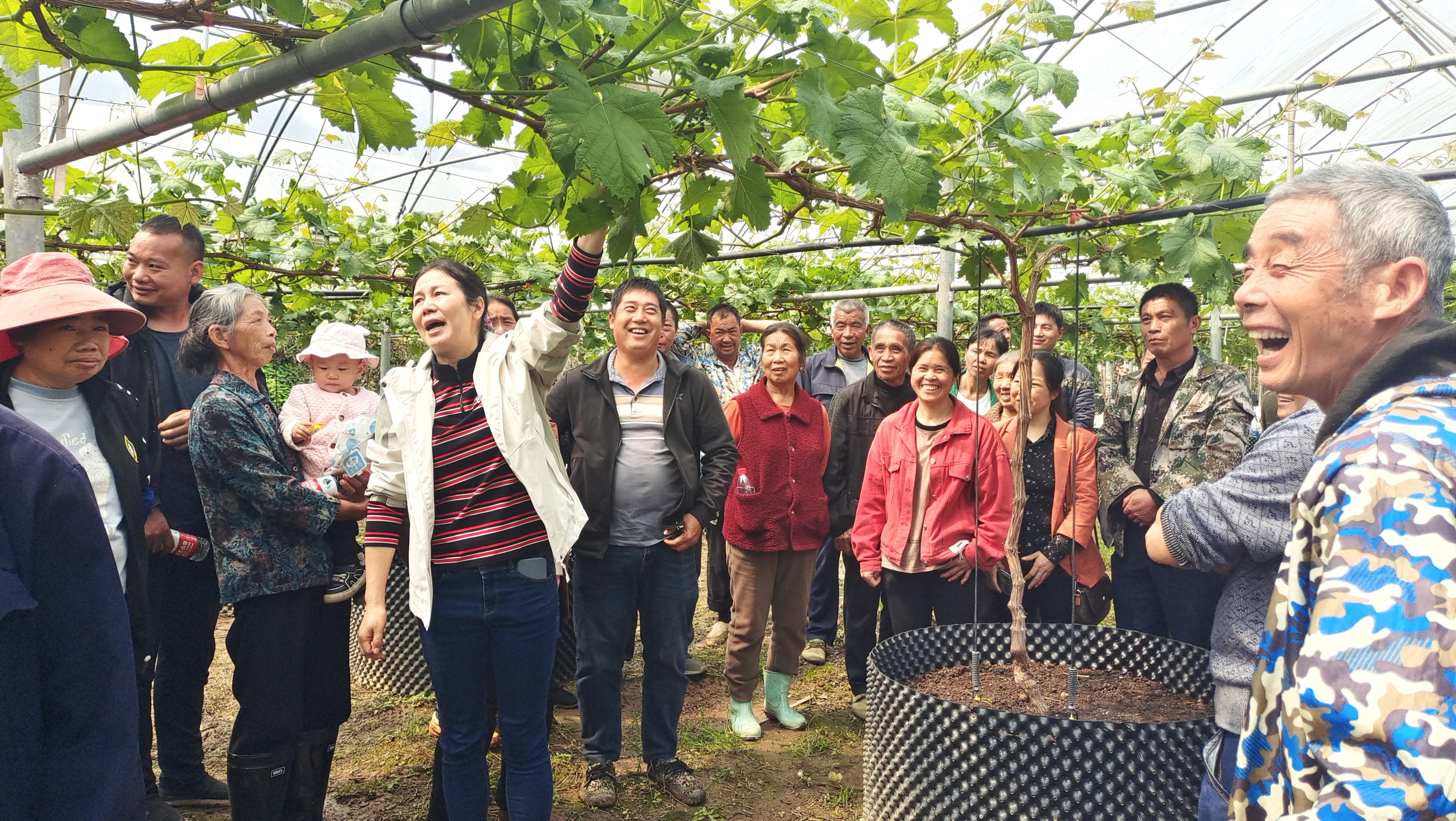 葡萄所联合桂林市农业农村局在全州县毛竹山村举办葡萄果园春季管理技术培训