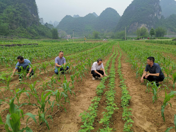 经作所大豆优质育种高效栽培团队到河池市开展科技服务1.png