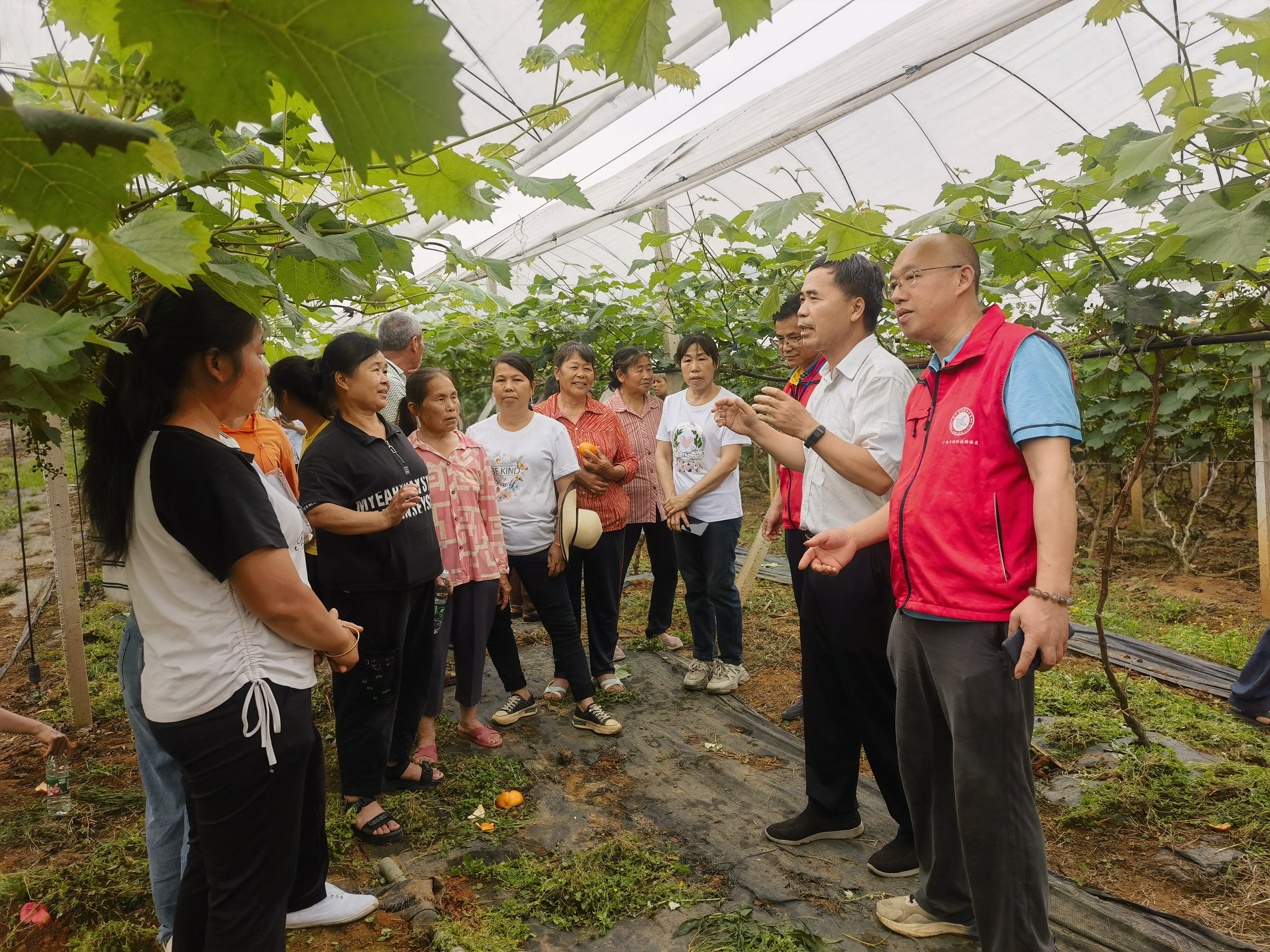 葡萄所科技人员到柳江区开展“葡萄栽培品质提升技术”培训