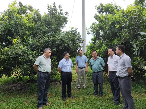 2024.6.3-新闻稿-崇左市政协副主席吴强到广西南亚所开展工作调研3_副本.jpg