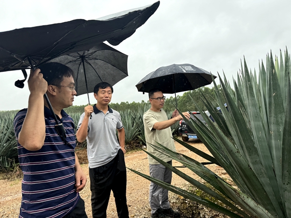 实地指导剑麻雹灾防灾减灾工作_副本.jpg