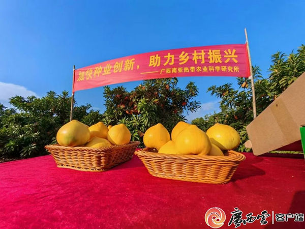 广西云-广西日报：又一广西好嘢闪亮登场——蛋黄果成为“致富”果