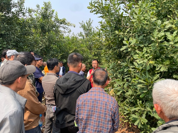 广西南亚所科技人员赴崇左市江州区开展澳洲坚果种植培训