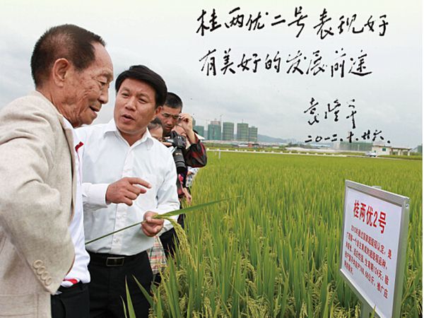 2025.5.30袁隆平院士到桂两优2号种植现场指导工作_副本.jpg