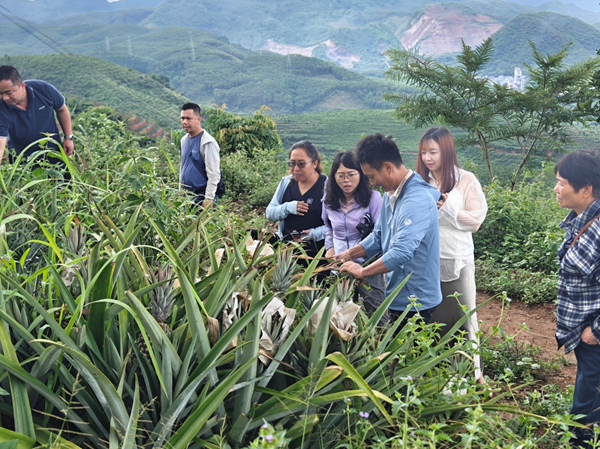 园艺所科技人员赴云南省西双版纳开展菠萝产业调研及交流指导