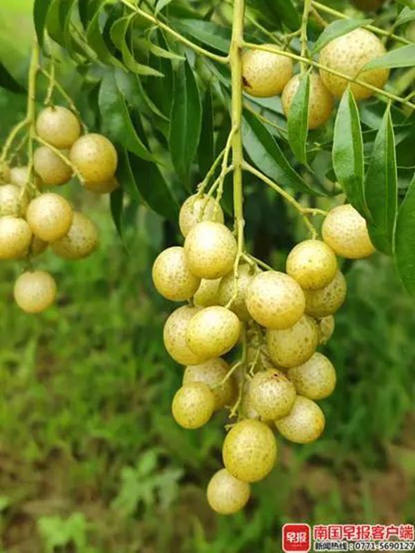 南国早报客户端：广西水果界，有最新动态！