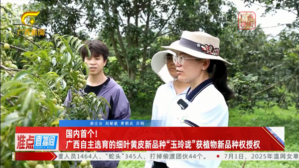 广西广播电视台新闻频道：国内首个！广西自主选育的细叶黄皮新品种“玉玲珑”获植物新品种权授权