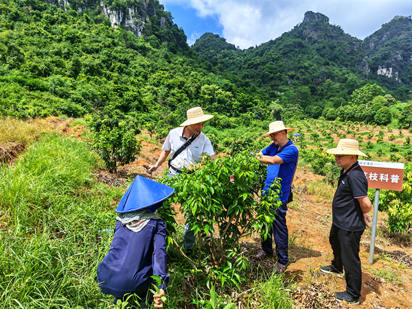 院老科协派专家指导广西晶桂禽业科技有限公司良种荔枝示范园高接换种后整形修剪管理