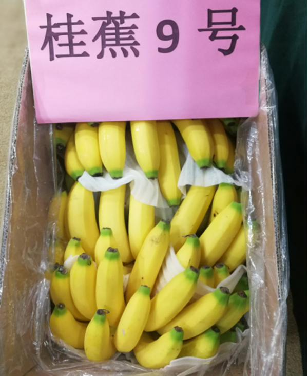 桂蕉9号.png
