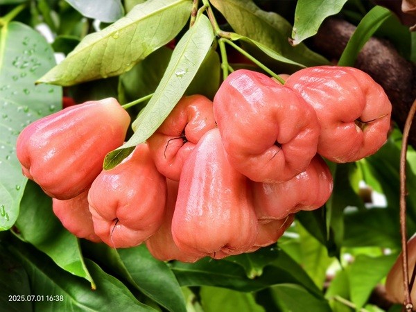 “桂霞”莲雾.jpg