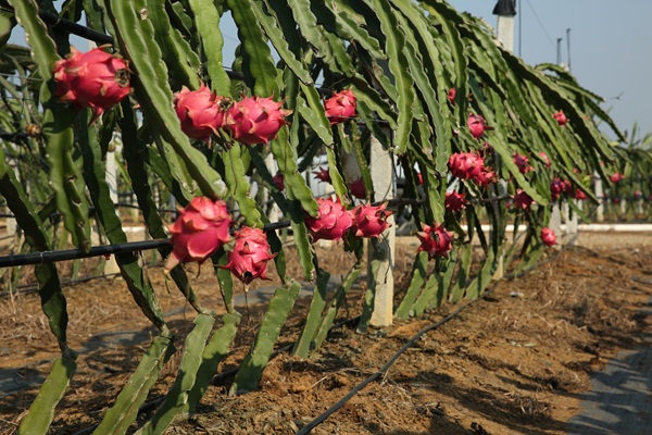 蜜白火龙果.jpg