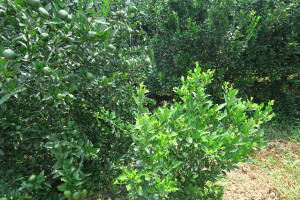 IMG_202507301871_600x400.png