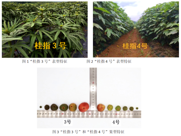 V9SJBKPG2DVY{B4$AV495~J_副本.jpg