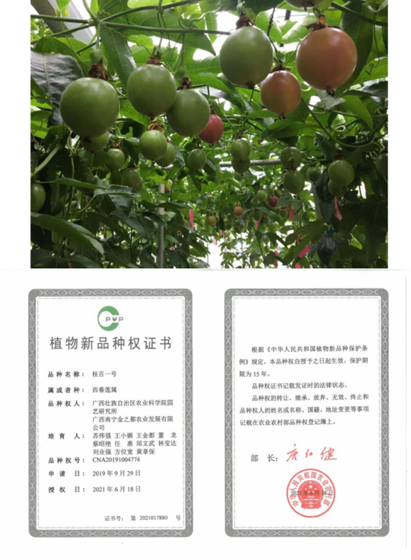 “桂百一号”百香果.png