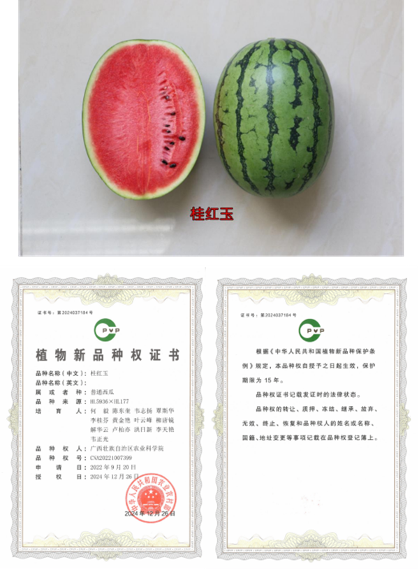 “桂红玉”有籽西瓜.png
