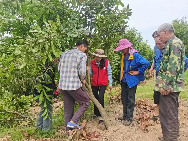 广西南亚所郑树芳同志入选2025年“广西最美科技工作者”
