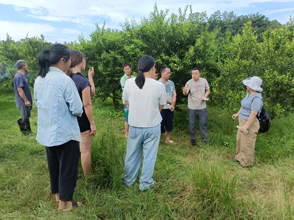园艺所科技人员赴东兴市开展茶枝柑栽培技术培训