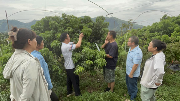 园艺所科技人员赴桂林开展荔枝基地调研与技术指导
