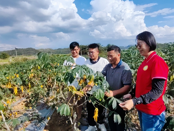 李军研究团队在富川业泰林业专业合作社木薯种植基地指导_副本.jpg