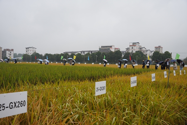 upfile 2025.10.31 (2)_副本.jpg