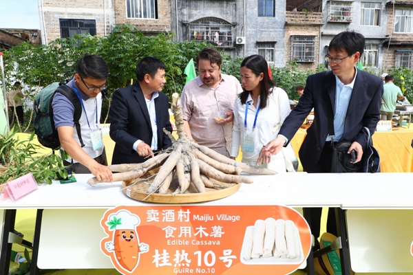 与会人员观摩2025年兴业县农民丰收节上的木薯桂热10号。_副本.jpg