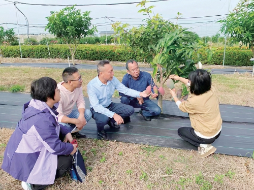 在田东县国家芒果种质资源圃，广西芒果创新团队专家进行芒果资源田间观测。　受访者供图.jpg