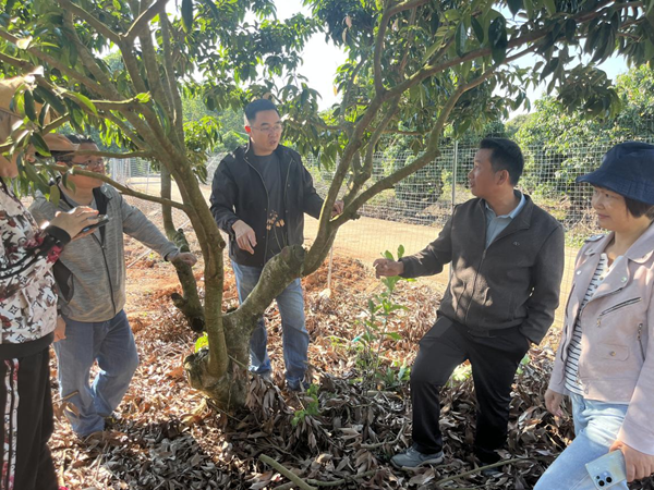 园艺所科技人员赴北流、贵港开展荔枝栽培技术指导